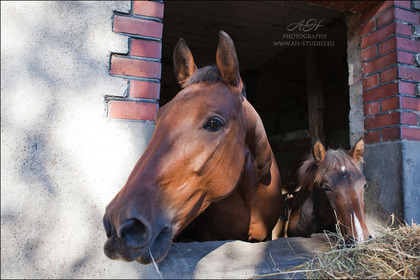 131013_4588web
